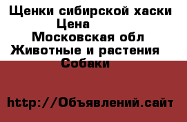 Щенки сибирской хаски. › Цена ­ 5 000 - Московская обл. Животные и растения » Собаки   